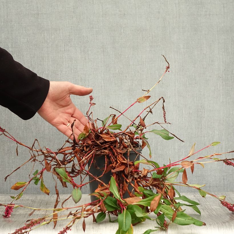 Persicaria affinis Darjeeling Red 2L/3L pot sample as delivered in autumn