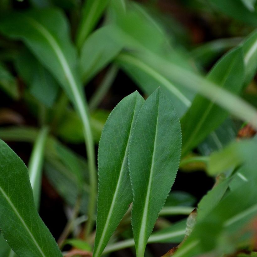Persicaria affinis Donald Lowndes (Foliage)