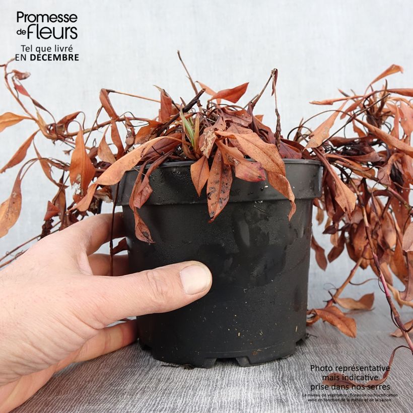 Renouée - Persicaria affinis Kabouter en pot de 2L/3L sample as delivered in autumn