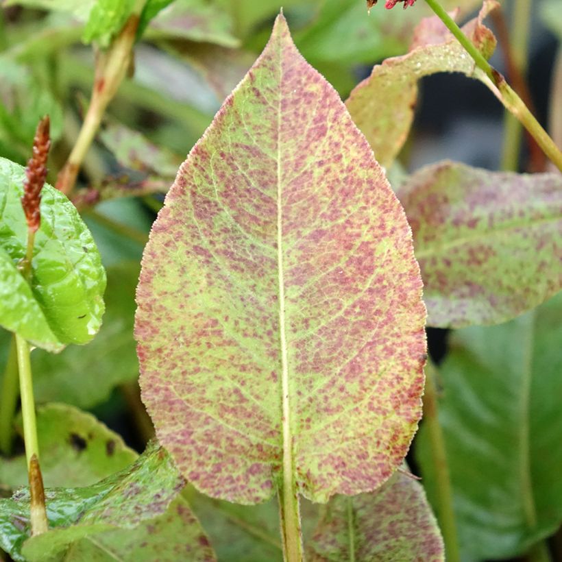 Persicaria amplexicaulis Black Dreams - Mountain Fleece (Foliage)