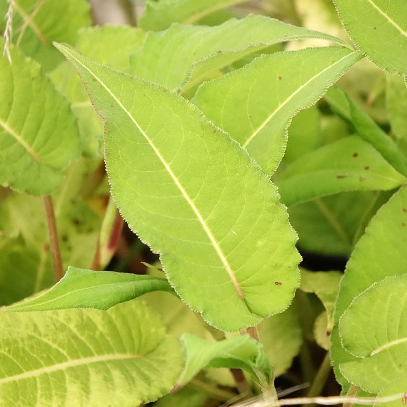 Persicaria amplexicaulis Bloody Mary - Mountain Fleece (Foliage)