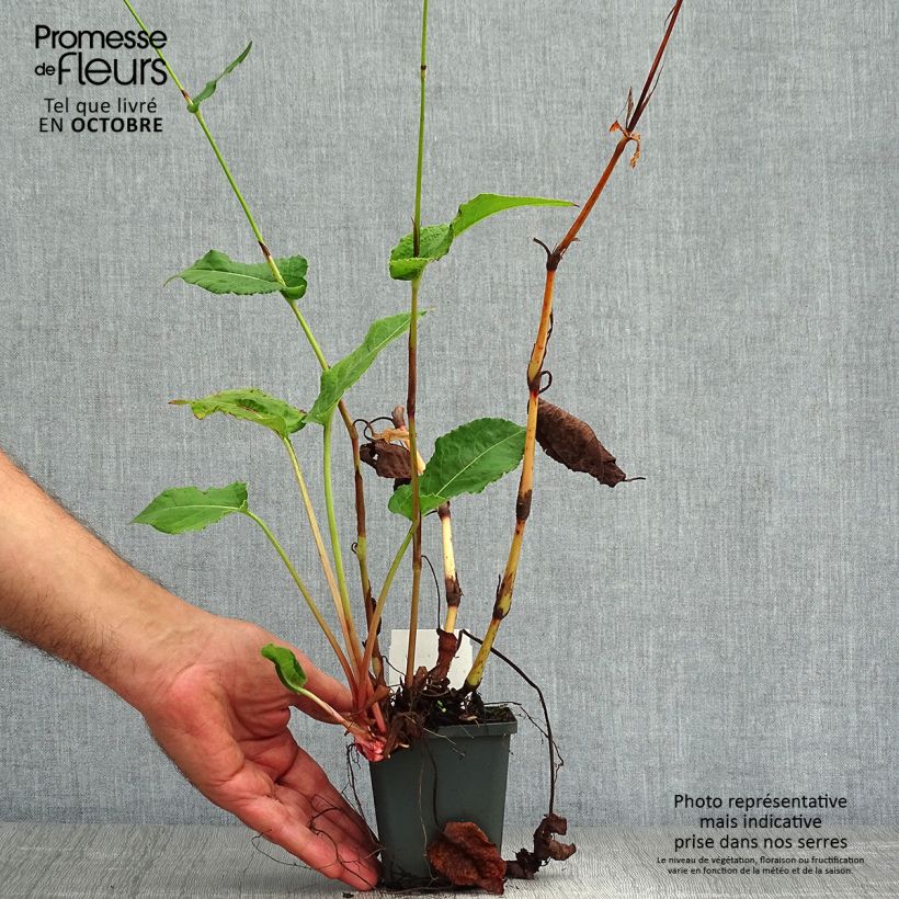 Persicaria amplexicaulis Fat Domino - Mountain Fleece 8/9 cm pot sample as delivered in autumn