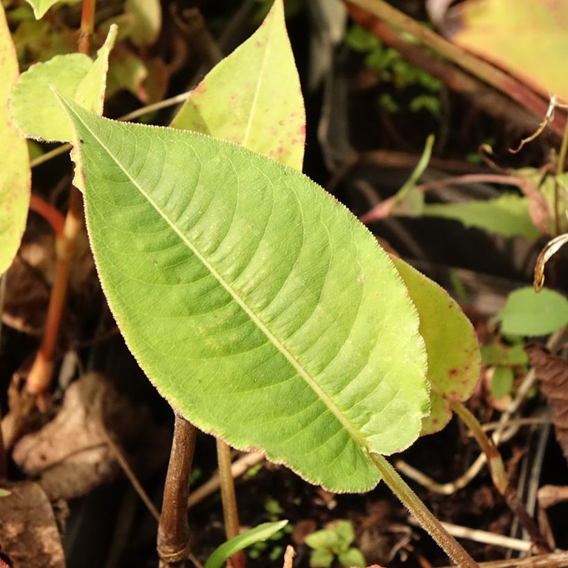 Persicaria amplexicaulis High Society - Mountain Fleece (Foliage)