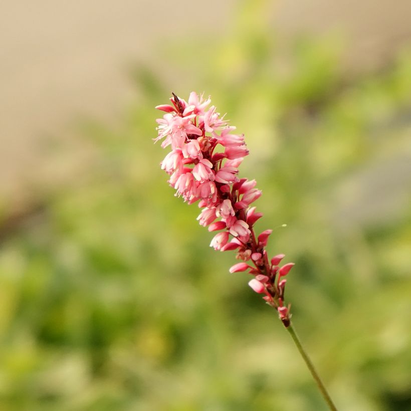 Persicaria amplexicaulis High Society - Mountain Fleece (Flowering)