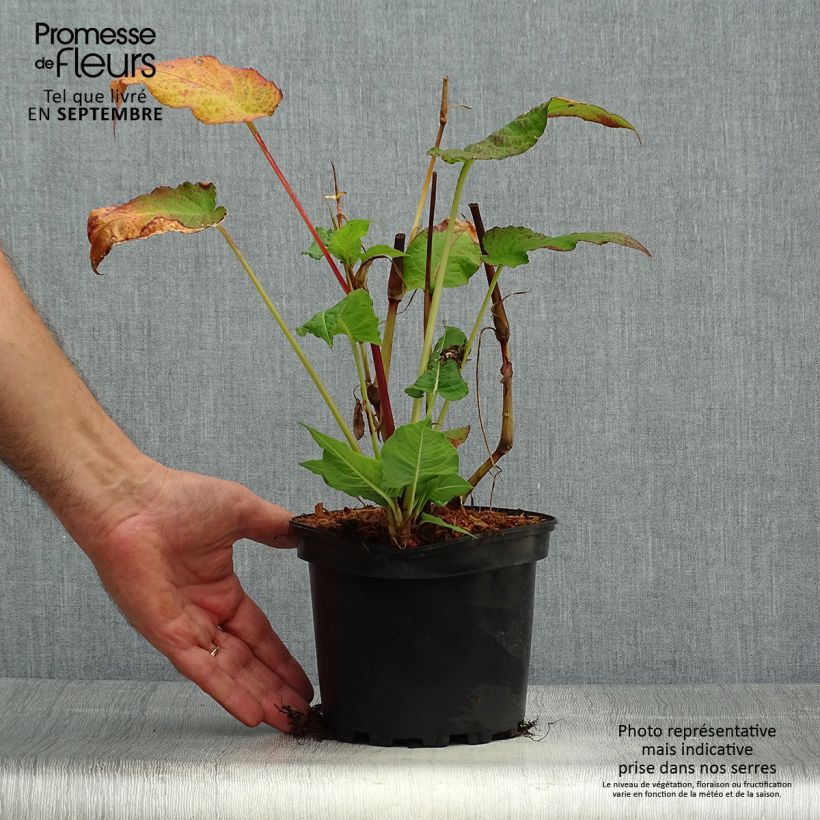 Persicaria amplexicaulis Rosea - Mountain Fleece 2L/3L pot sample as delivered in autumn