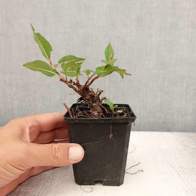 Persicaria amplexicaulis Vesuvius - Mountain Fleece 8/9 cm pot sample as delivered in summer