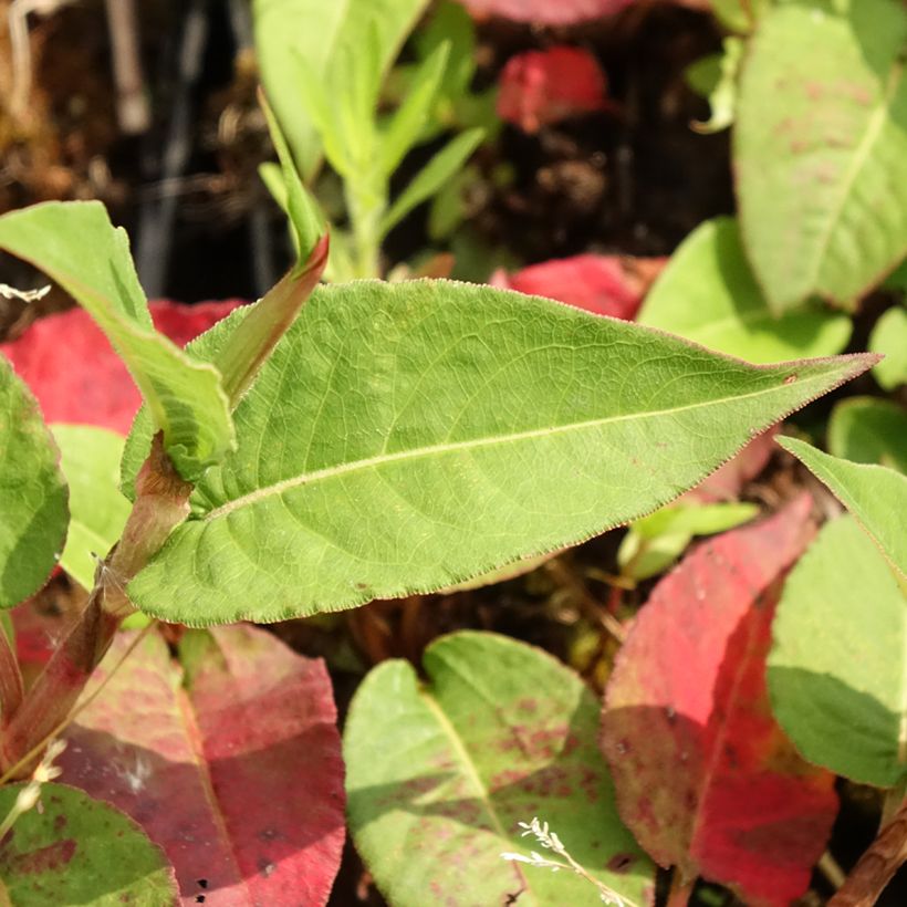 Persicaria amplexicaulis Vesuvius - Mountain Fleece (Foliage)