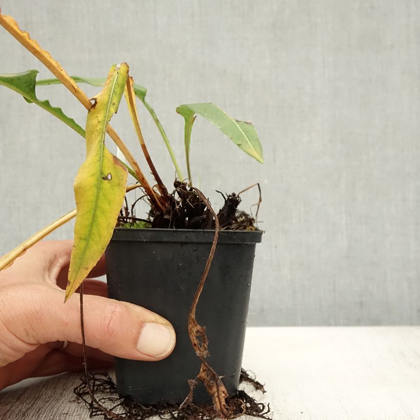 Persicaria bistorta Hohe Tatra - Bistort 8/9 cm pot sample as delivered in autumn