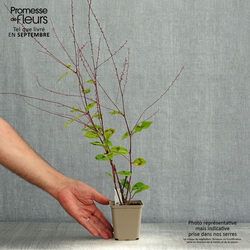 Persicaria virginiana var. filiformis - Virginia Knotweed 8/9 cm pot sample as delivered in summer