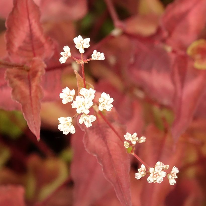 Persicaria microcephala Red Dragon - Knotweed (Foliage)