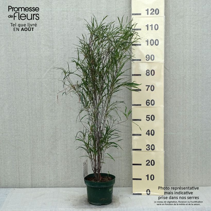 Rhamnus frangula Fine Line - Alder Buckthorn 3L/4L pot 40/50cm sample as delivered in summer