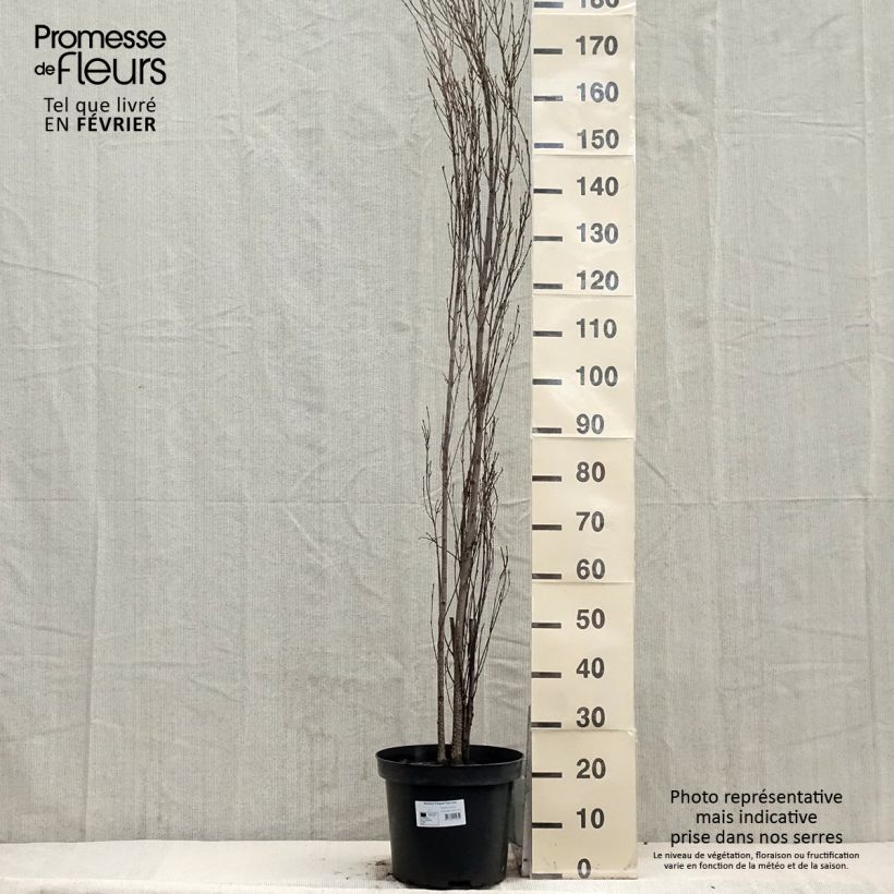 Rhamnus frangula Fine Line - Bourdaine, Frangula alnus pot de 12L/15L sample as delivered in winter