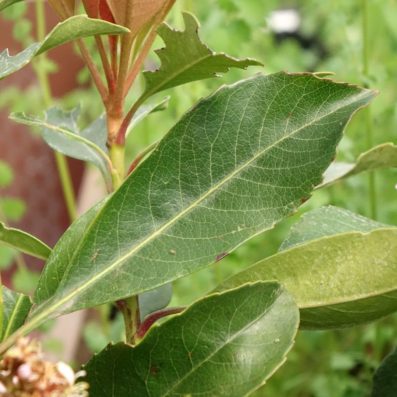 Philodendron Jungle (Foliage)