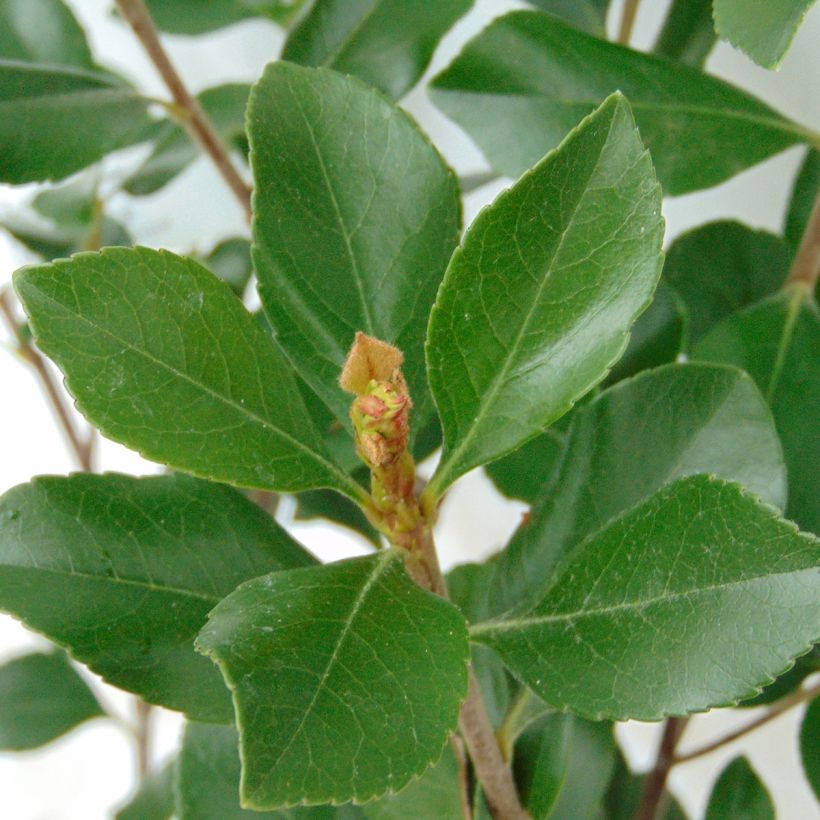 Rhaphiolepis indica Pink Cloud (Foliage)