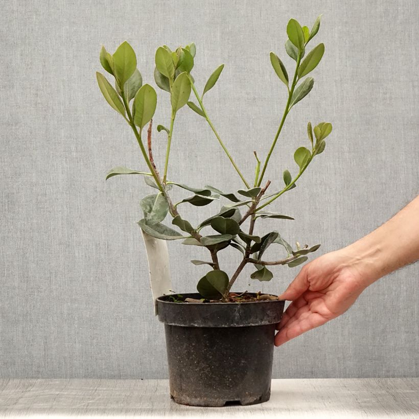 Rhaphiolepis umbellata (japonica)  3L/4L pot sample as delivered in summer