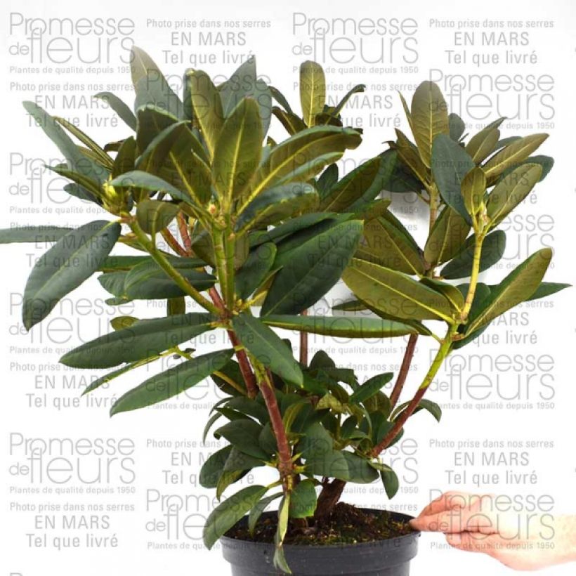 Example of Rhododendron Melville - Grand Rhododendron Pot de 4L/5L specimen as delivered