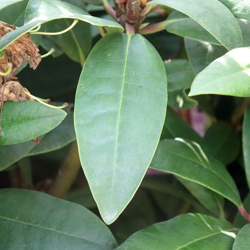 Rhododendron Alfred (Foliage)