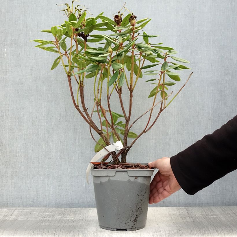 Rhododendron x yakushimanum Bernstein 4L/5L pot sample as delivered in autumn