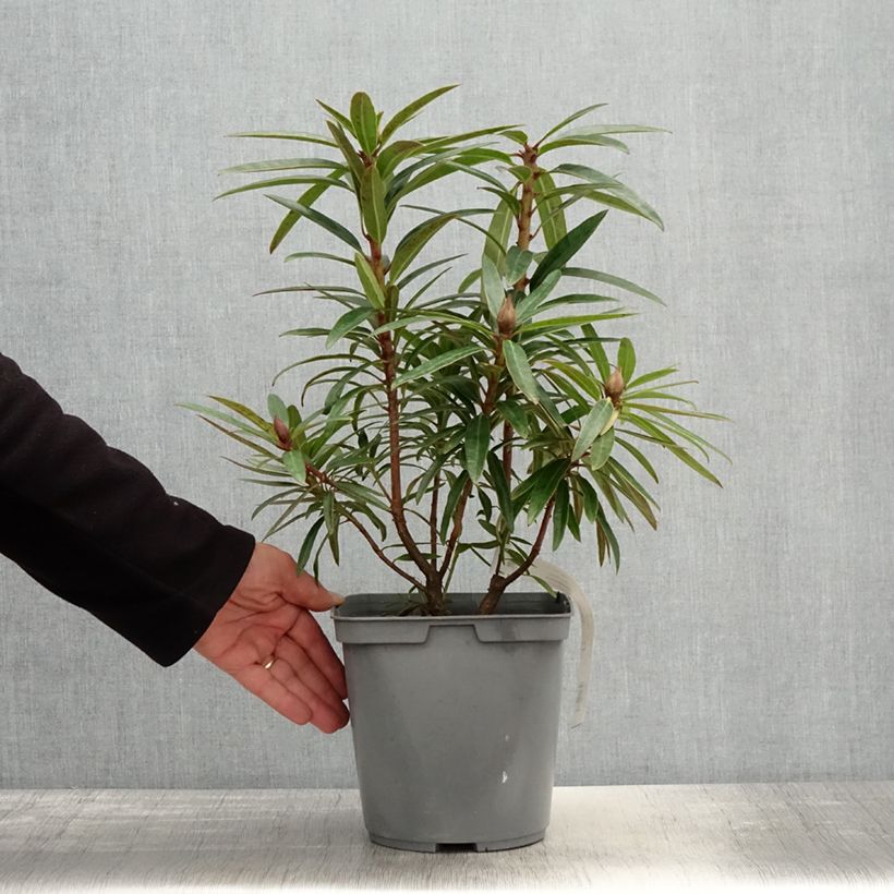 Rhododendron Bloombux Magenta - Pot de 2L/3L sample as delivered in spring