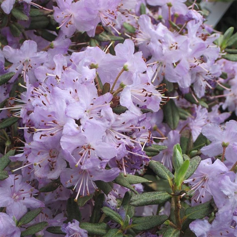 RhododendronBlue Silver (Flowering)