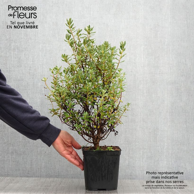 RhododendronBlue Silver 3L/4L pot sample as delivered in autumn
