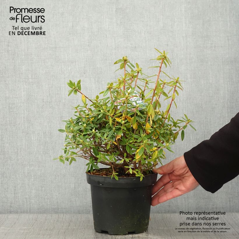 Rhododendron x impeditum Blue Tit 2L/3L pot sample as delivered in autumn