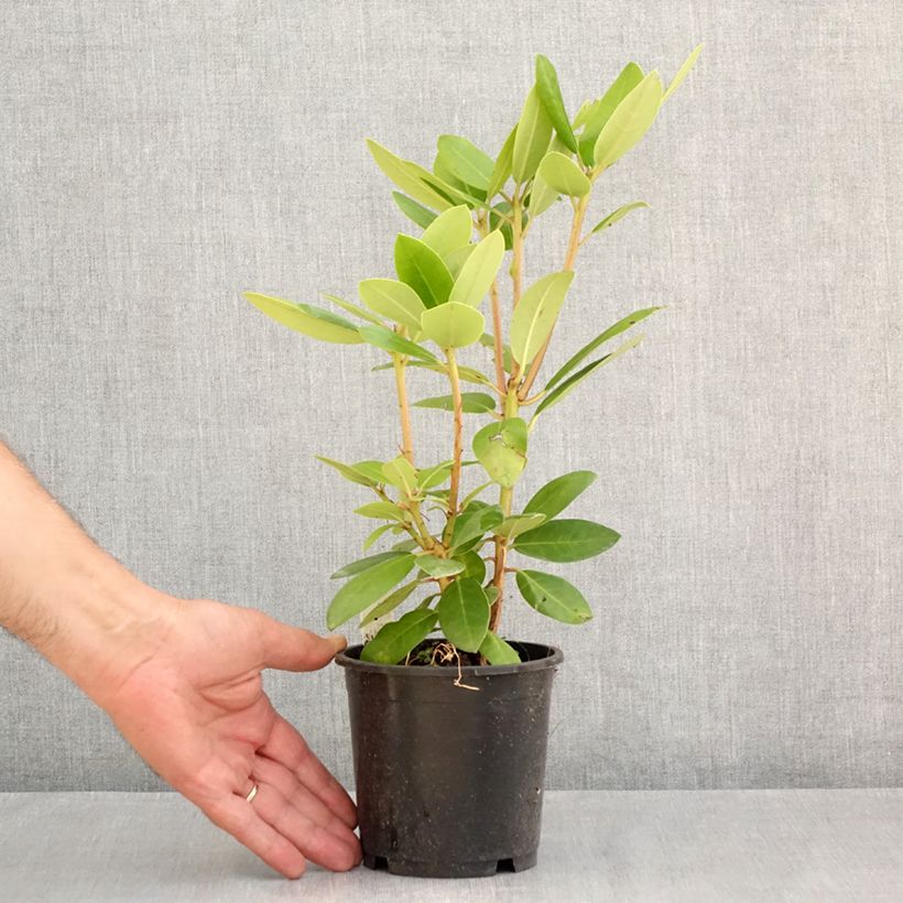 Rhododendron catawbiense Boursault 12cm pot sample as delivered in summer