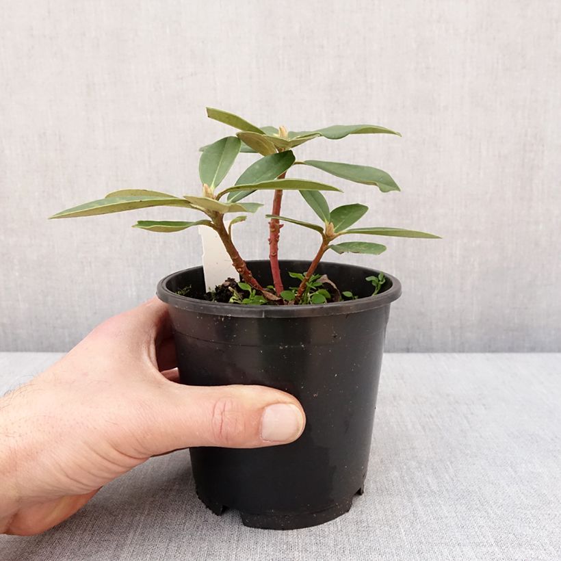 Rhododendron yakushimanum Dream Land 12cm pot sample as delivered in winter