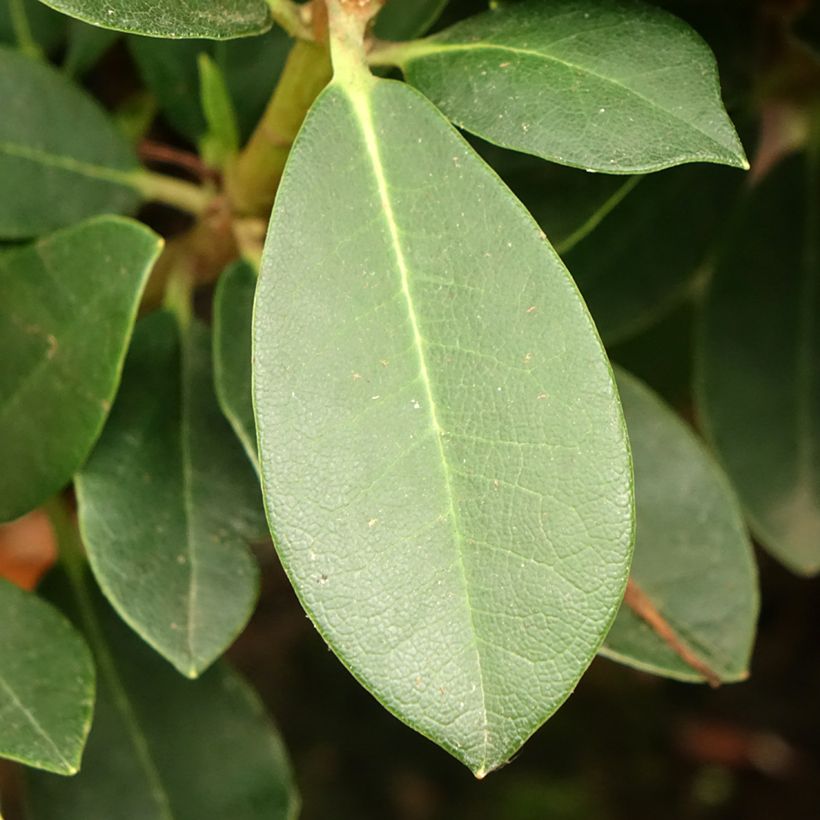 Rhododendron yakushimanum Dream Land (Foliage)