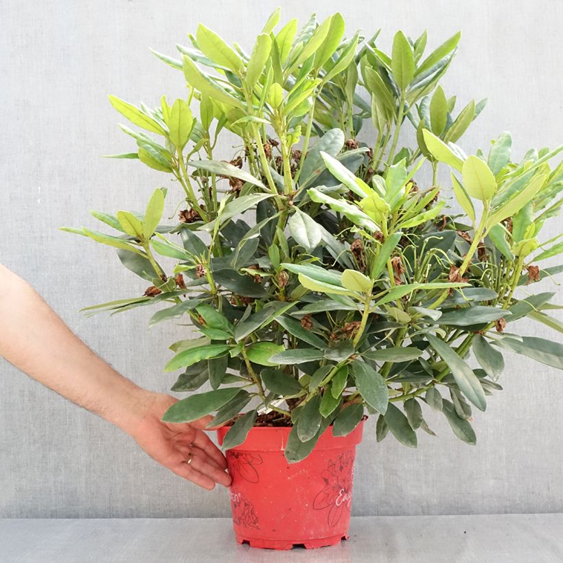 Rhododendron Easydendron Madame Masson 4L/5L pot sample as delivered in summer