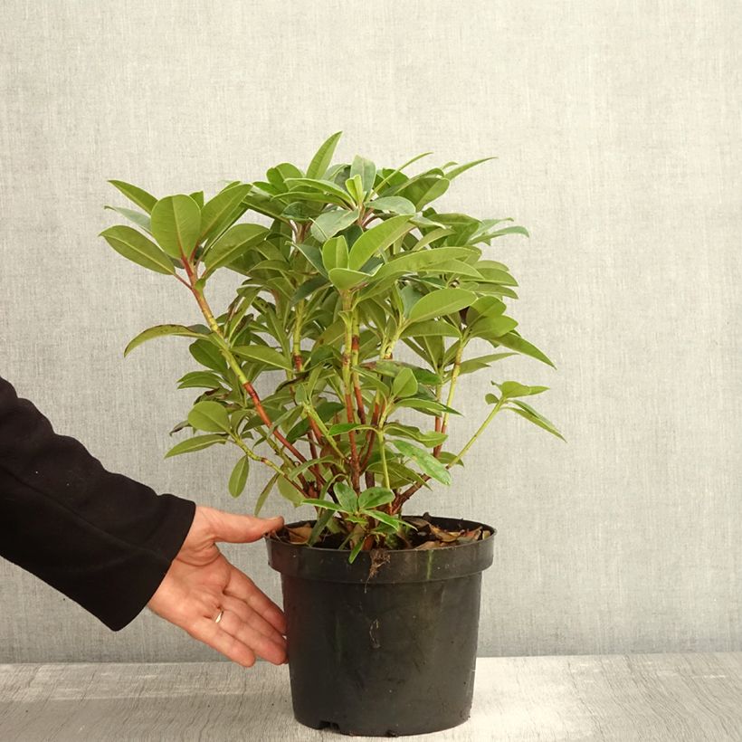 Rhododendron Elizabeth Red Foliage 2L/3L pot sample as delivered in autumn