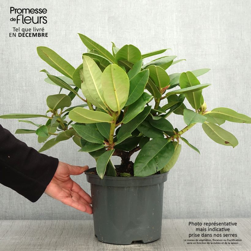 Rhododendron Germania - Grand Rhododendron Pot de 4L/5L sample as delivered in autumn