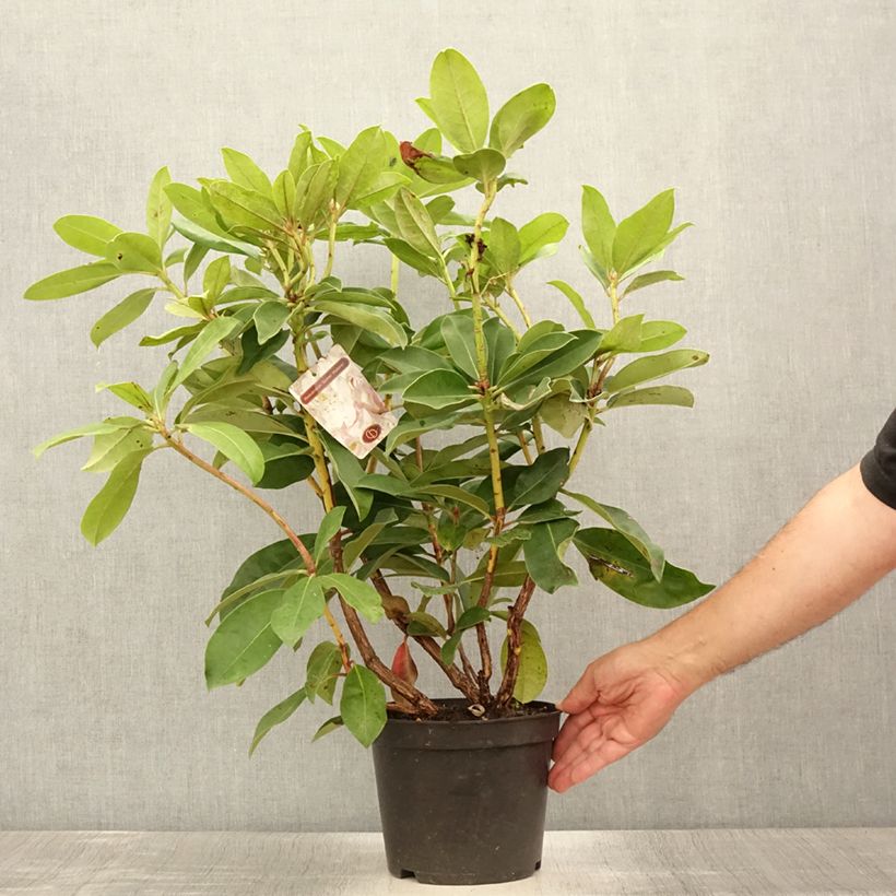 Rhododendron Gomer Waterer 3L/4L pot sample as delivered in summer