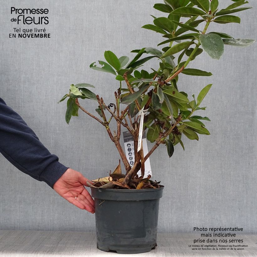 Rhododendron Gomer Waterer en pot de 7,5L/10L sample as delivered in autumn