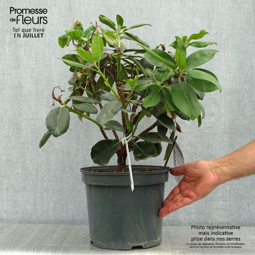 Rhododendron Gomer Waterer 7.5L/10L pot sample as delivered in summer