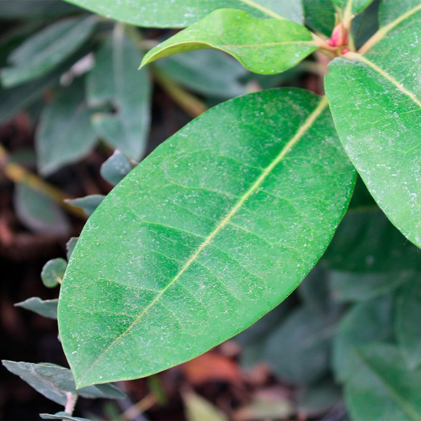 Rhododendron Gomer Waterer (Foliage)