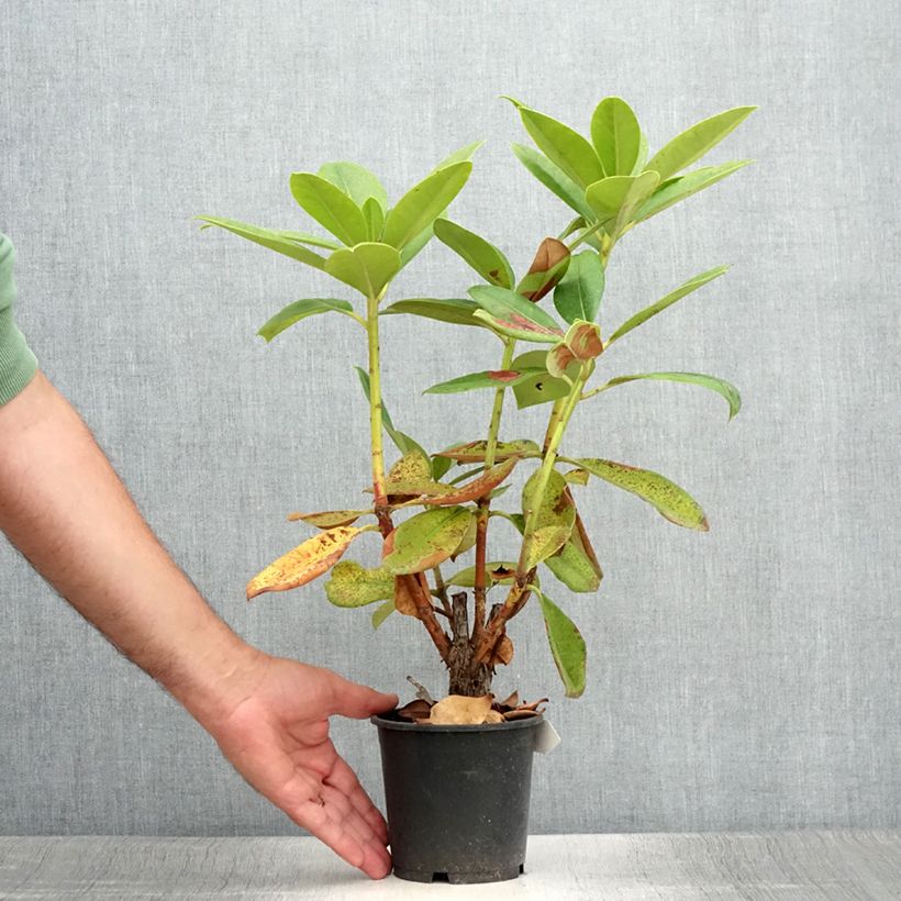 Rhododendron Gomer Waterer 12cm pot sample as delivered in summer