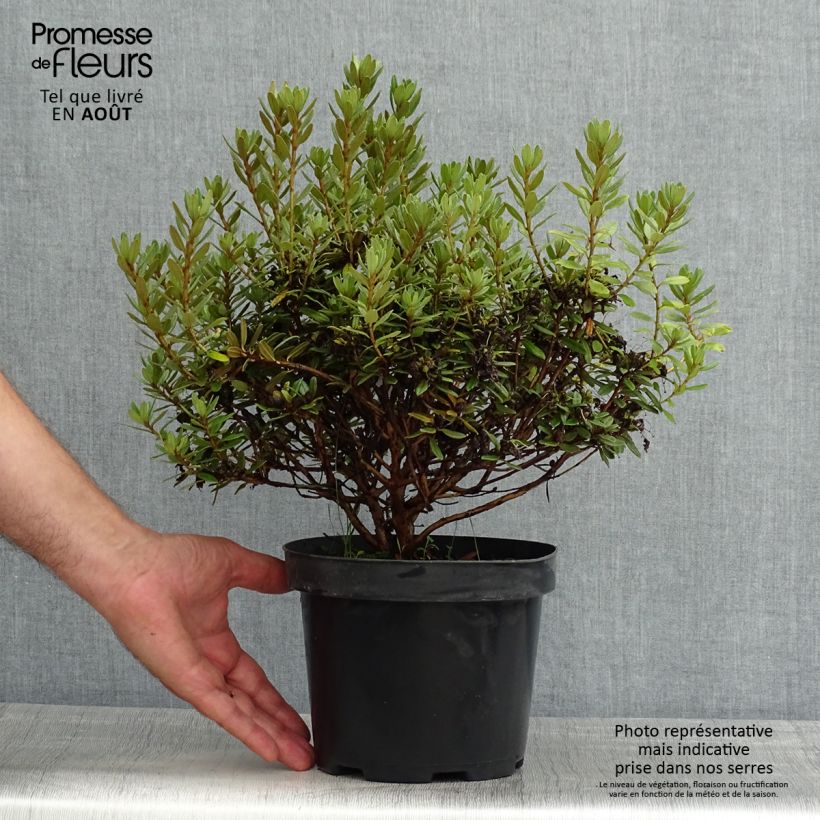 Rhododendron x impeditum Gristede 2L/3L potShipped height around 15/20cm sample as delivered in summer