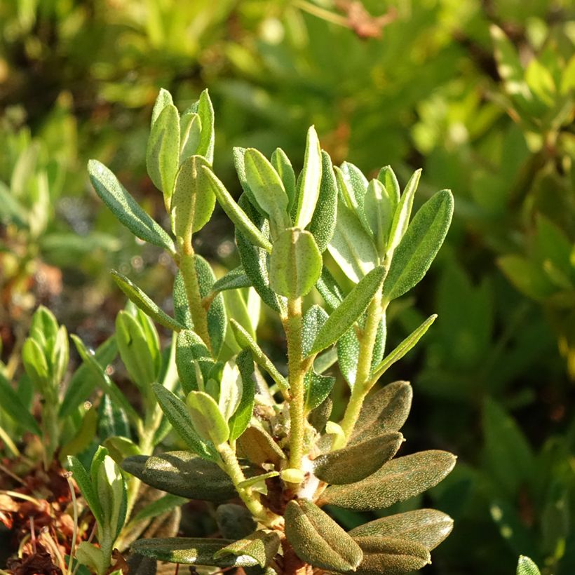 Rhododendron x impeditum Gristede (Foliage)