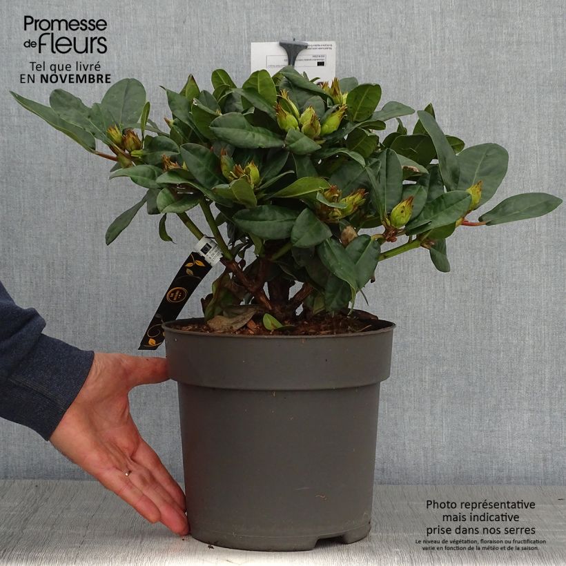 Rhododendron haematodes Lisetta - Rhododendron nain - Pot de 6L/7L sample as delivered in autumn