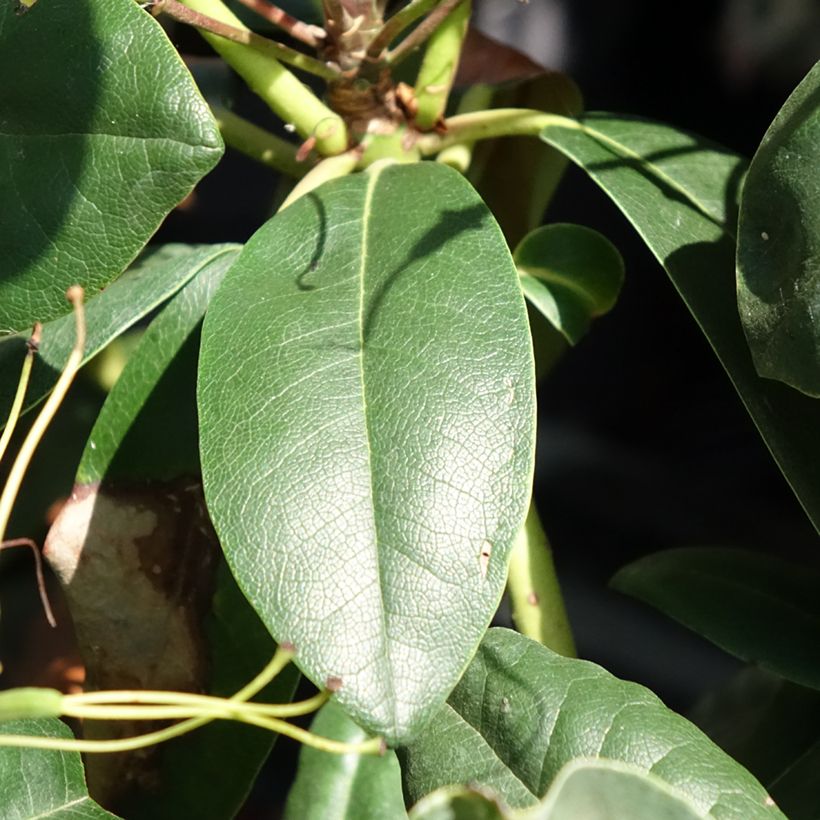 Rhododendron Catawbiense Grandiflorum Inkarho (Foliage)