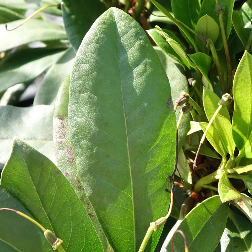 Rhododendron Orakel Inkarho (Foliage)