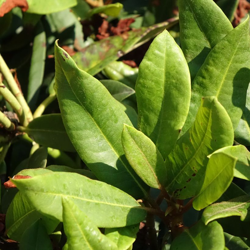 Rhododendron Easydendron Rabatz Inkarho (Foliage)