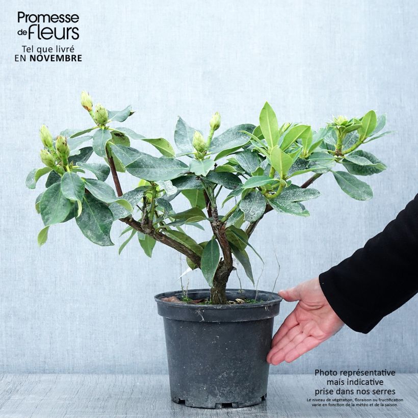 Rhododendron Janet Ward 4L/5L pot sample as delivered in autumn