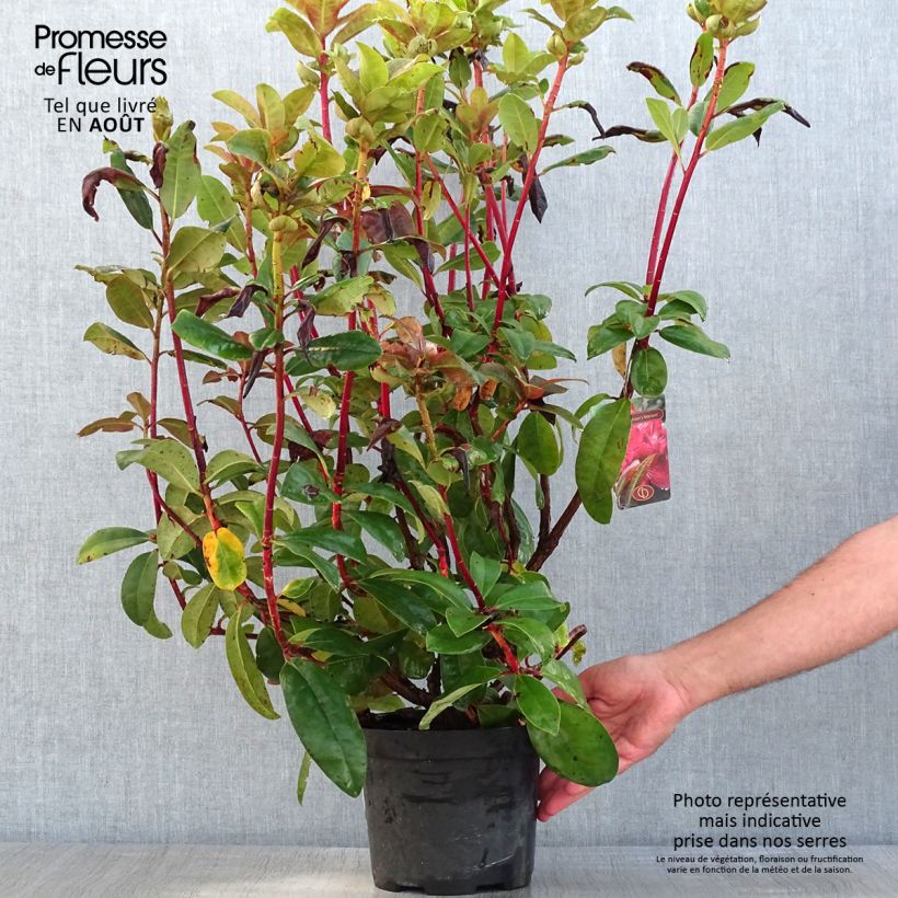 Rhododendron Mosers Maroon 4L/5L pot sample as delivered in summer