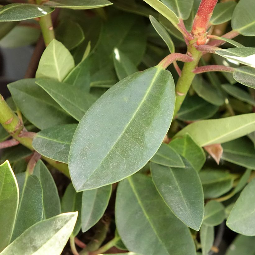 Rhododendron Raphaela (Foliage)