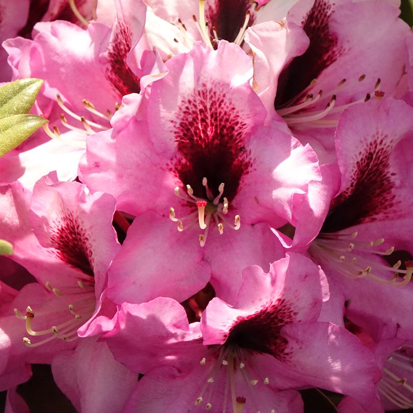 Rhododendron Raphaela (Flowering)