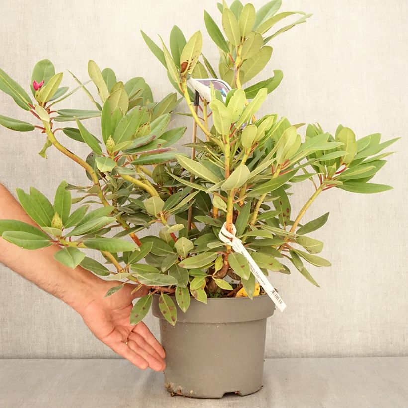 Rhododendron Raphaela 4L/5L pot sample as delivered in summer