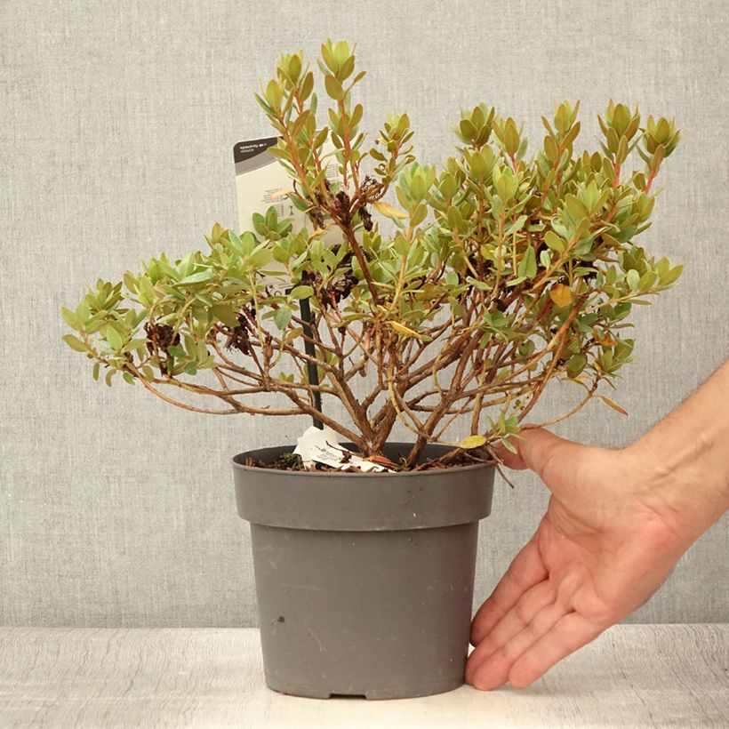 Rhododendron (x) impeditum Ramapo 2L/3L pot sample as delivered in summer