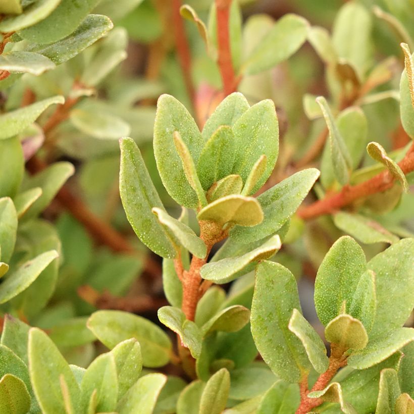 Rhododendron (x) impeditum Ramapo (Foliage)